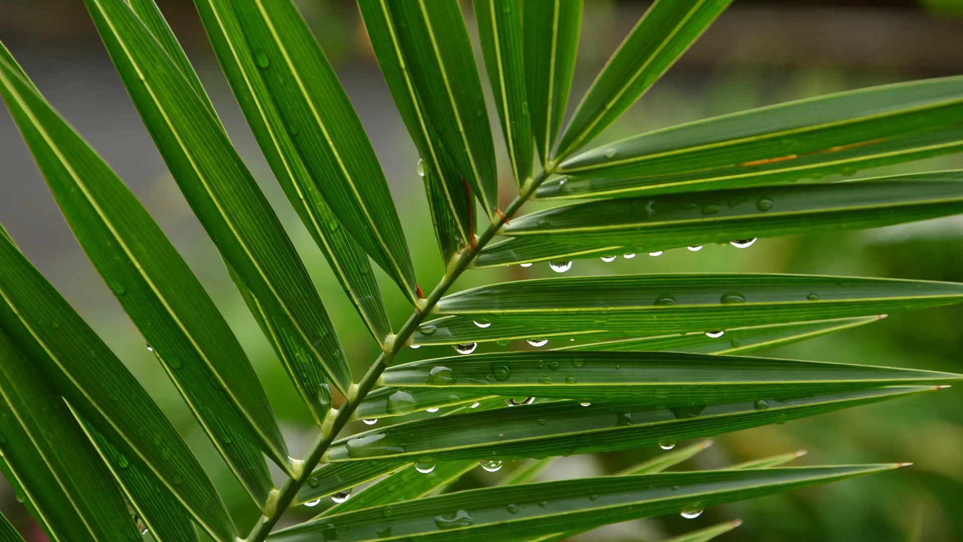 In der Regenzeit nach Thailand reisen