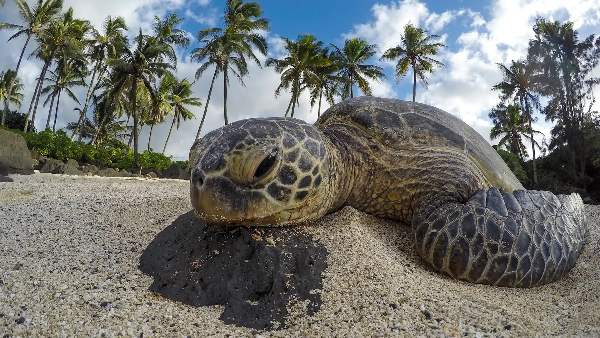 Schildkröten in Thailand