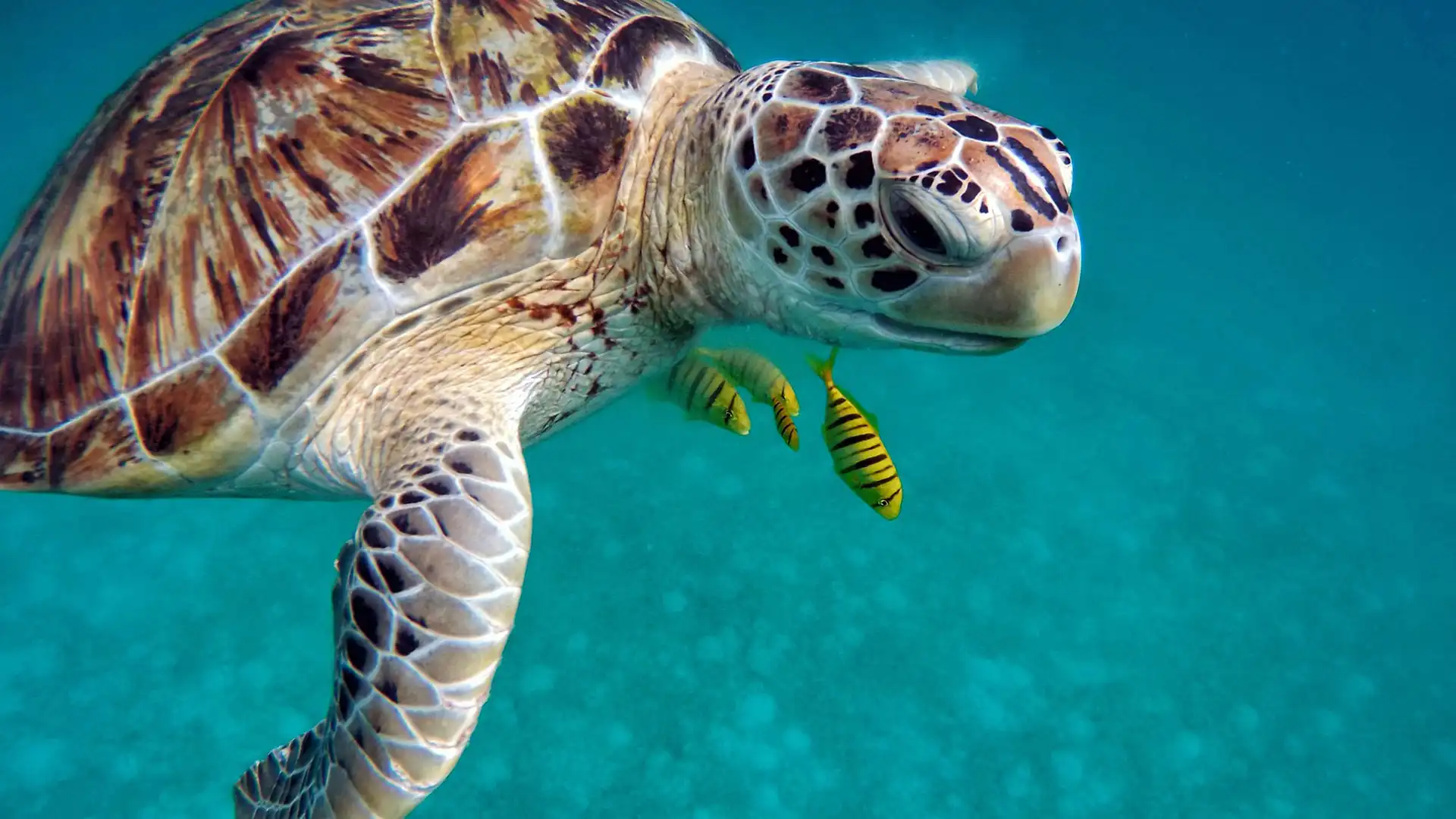 Schnorcheln mit Schildkröten in Thailand