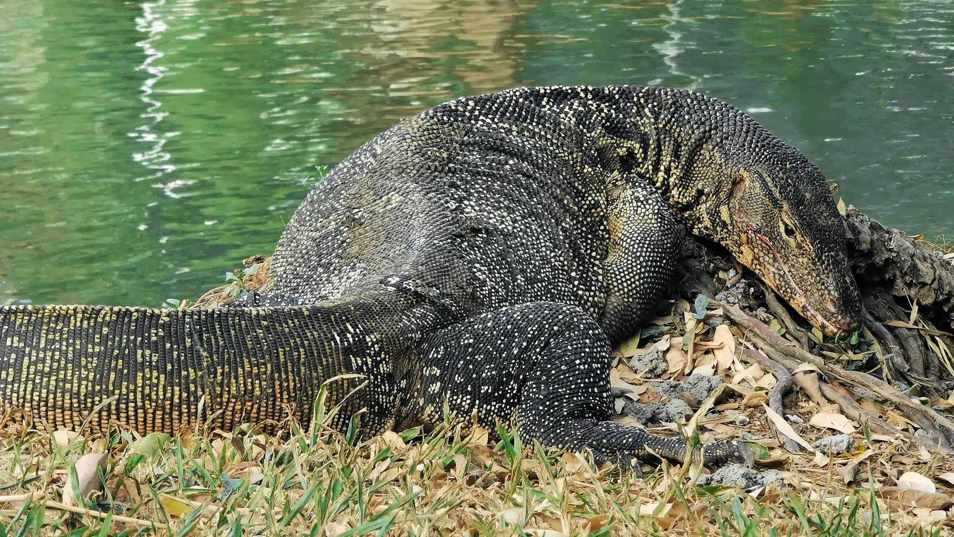 Lumphini Park 18 | Sehenswürdigkeiten in Bangkok