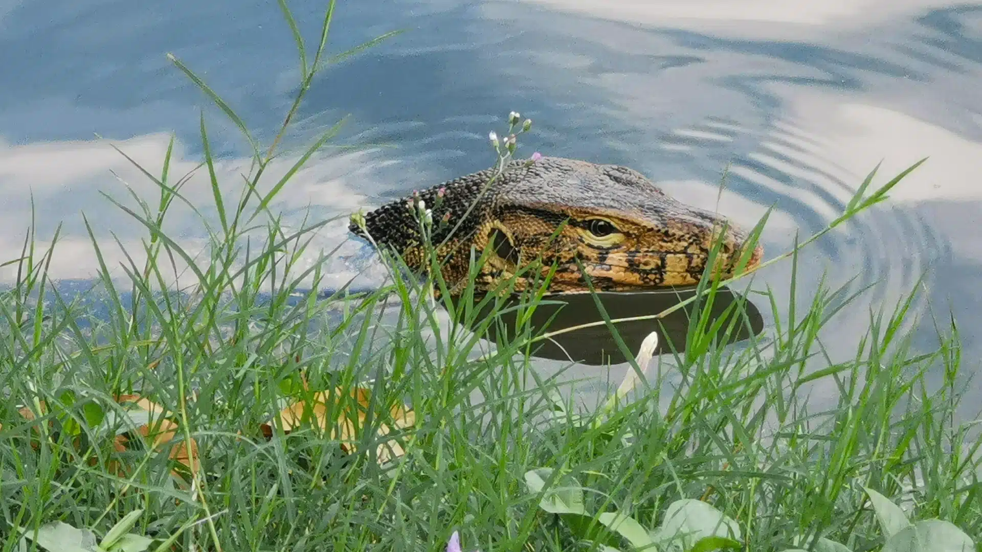 Lumphini Park 20 | Sehenswürdigkeiten in Bangkok